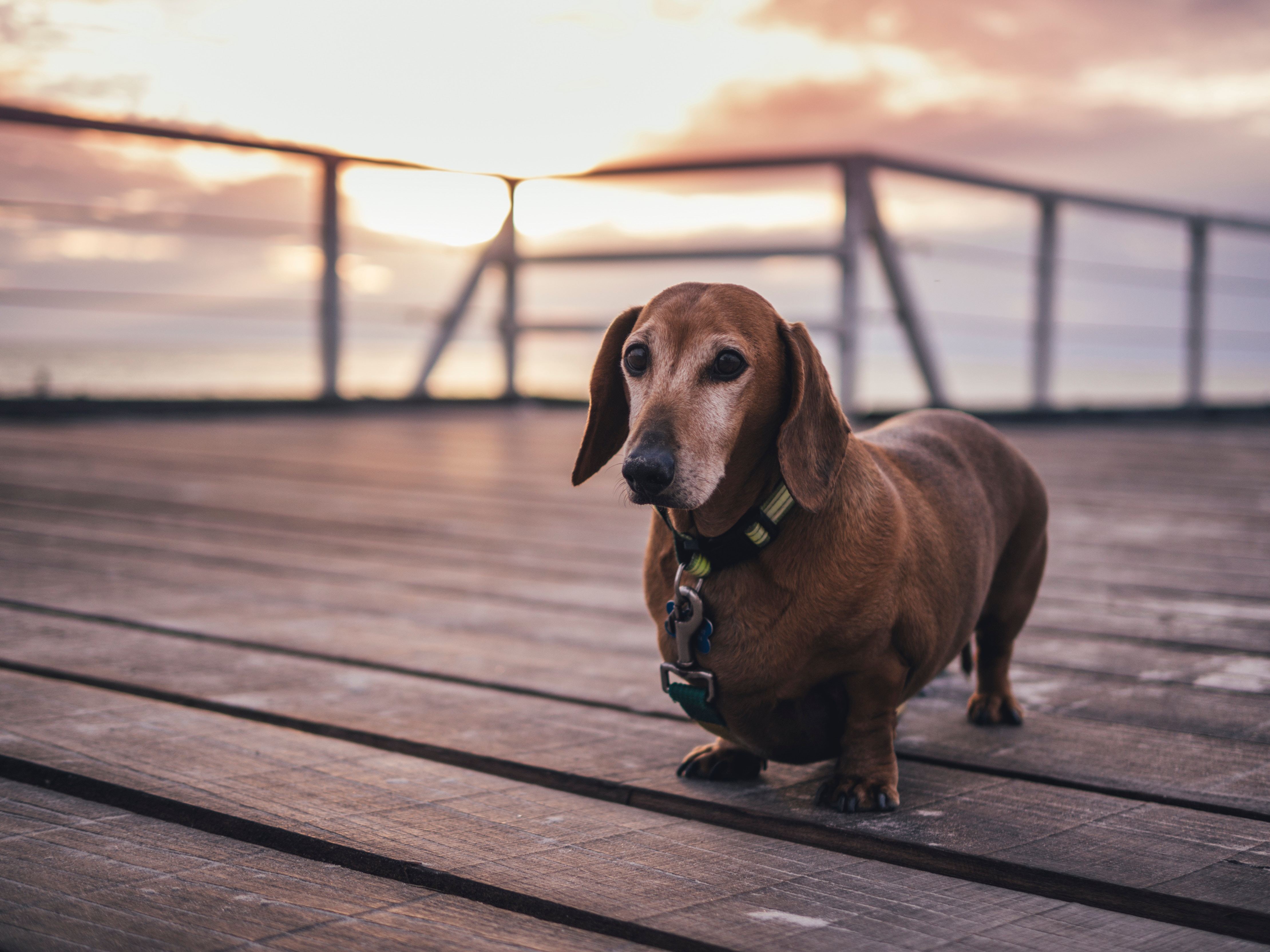 urpower dog leash harness